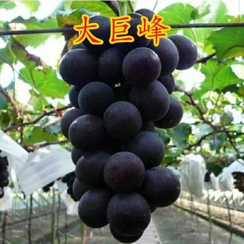 优质葡萄树苗大巨峰妮娜皇后美人指阳台庭院花盆
