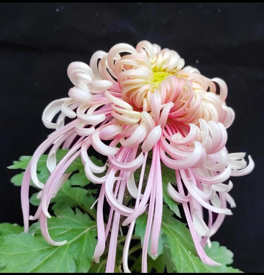 九月大花菊《盘龙嫦娥》 菊花大苗 似嫦娥奔月美哉