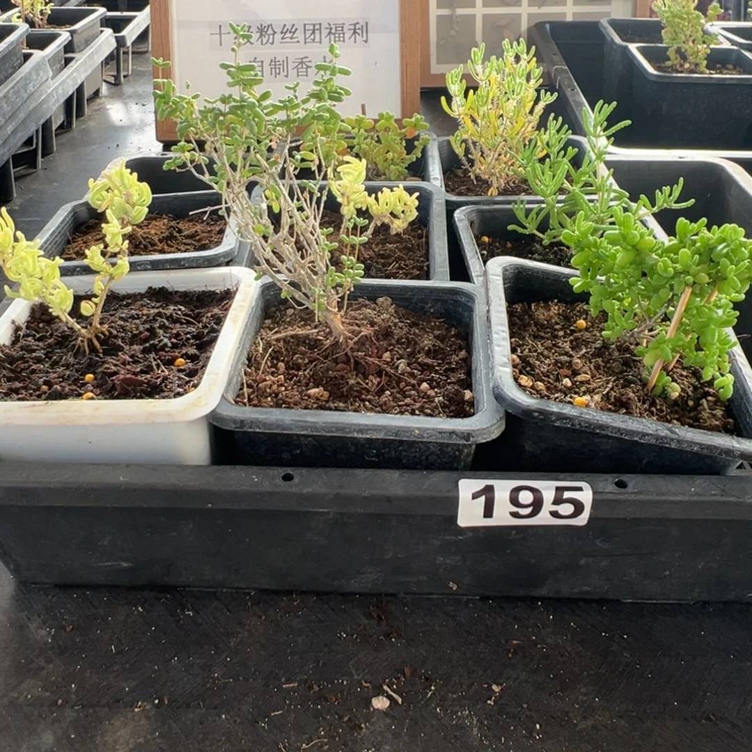 枝干番杏多肉植物195