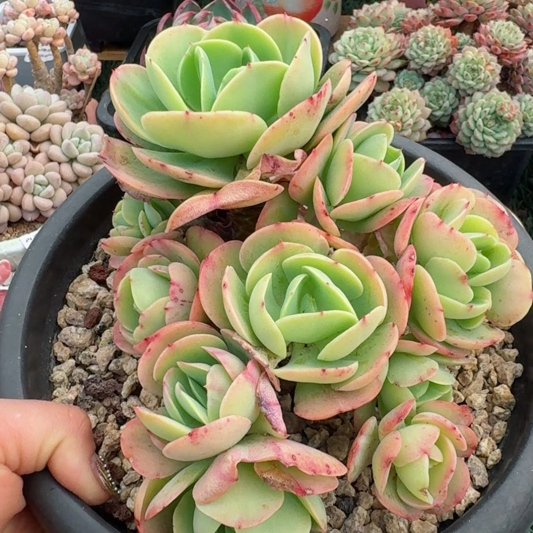 1629一物一拍（满28包邮）