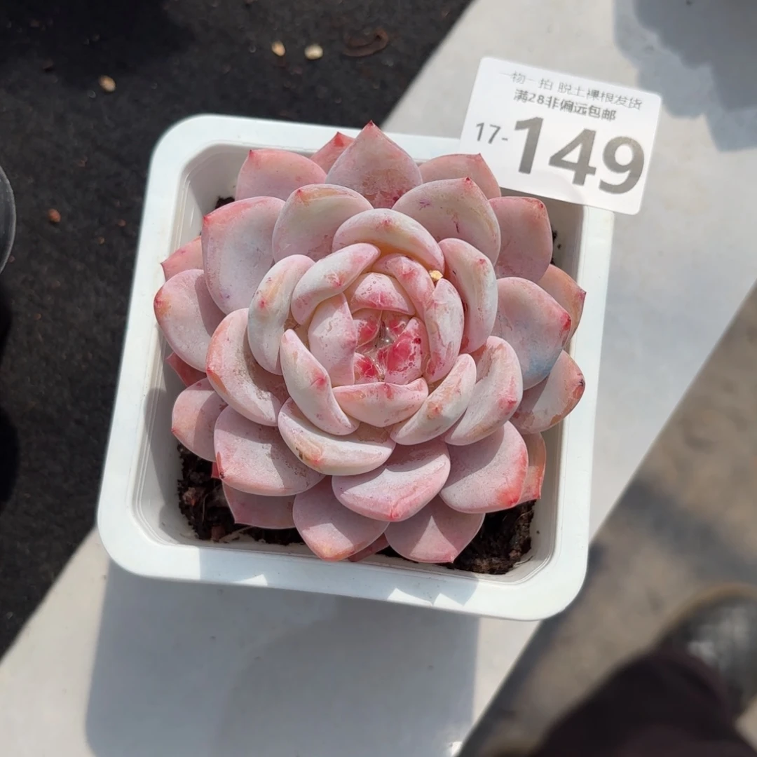 橙梦露单头多肉多肉