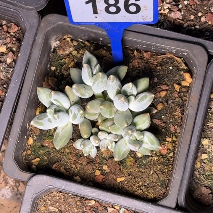 多肉植物星空美人186