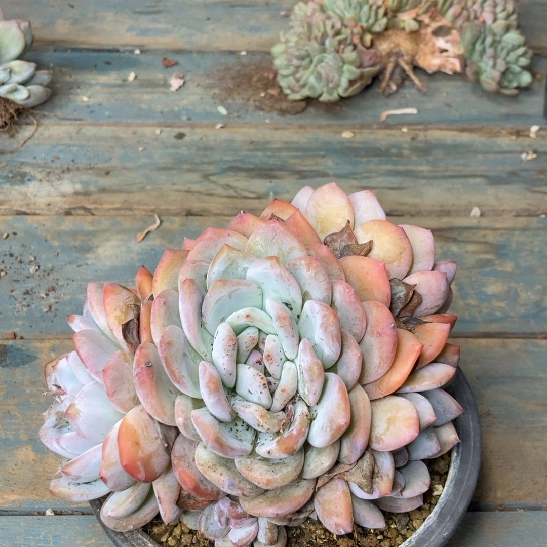 花****落13-32梦露一物一拍