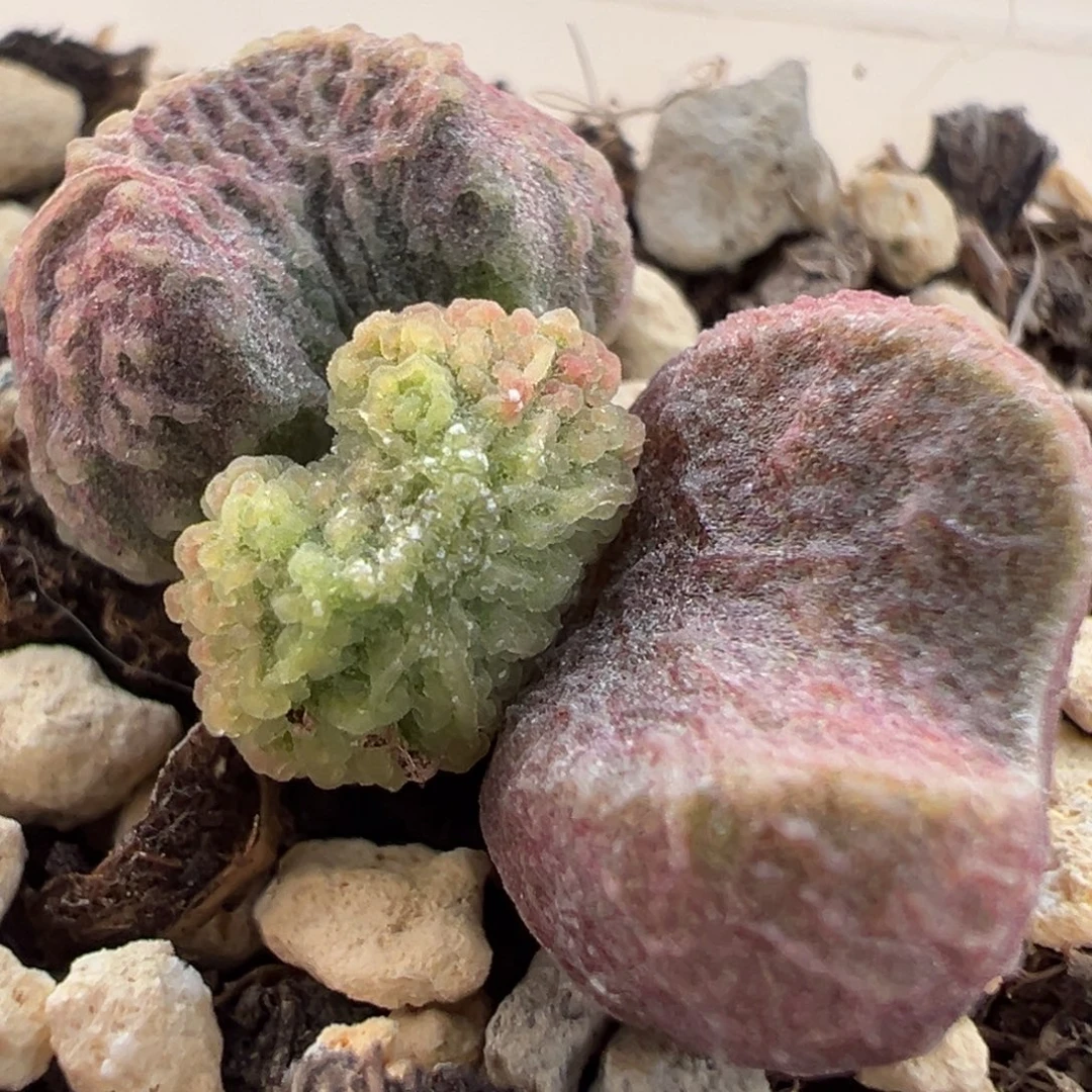 实生新品多肉植物水泡
