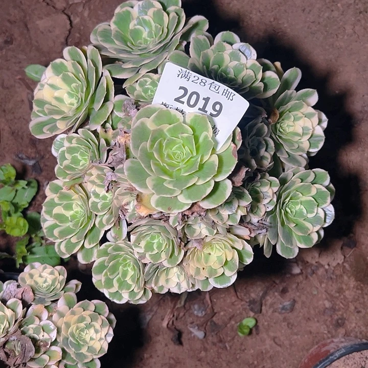 2019迈巴赫多肉植物保护