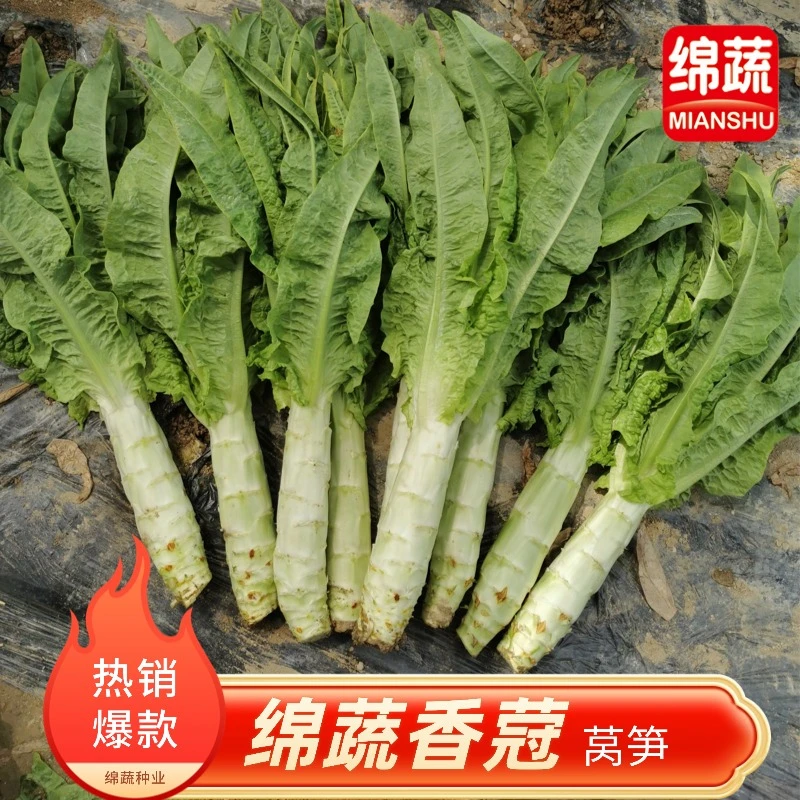 绵蔬【绵蔬香蒄】耐热莴笋种子种籽发芽高莴苣种子香莴笋四季莴笋