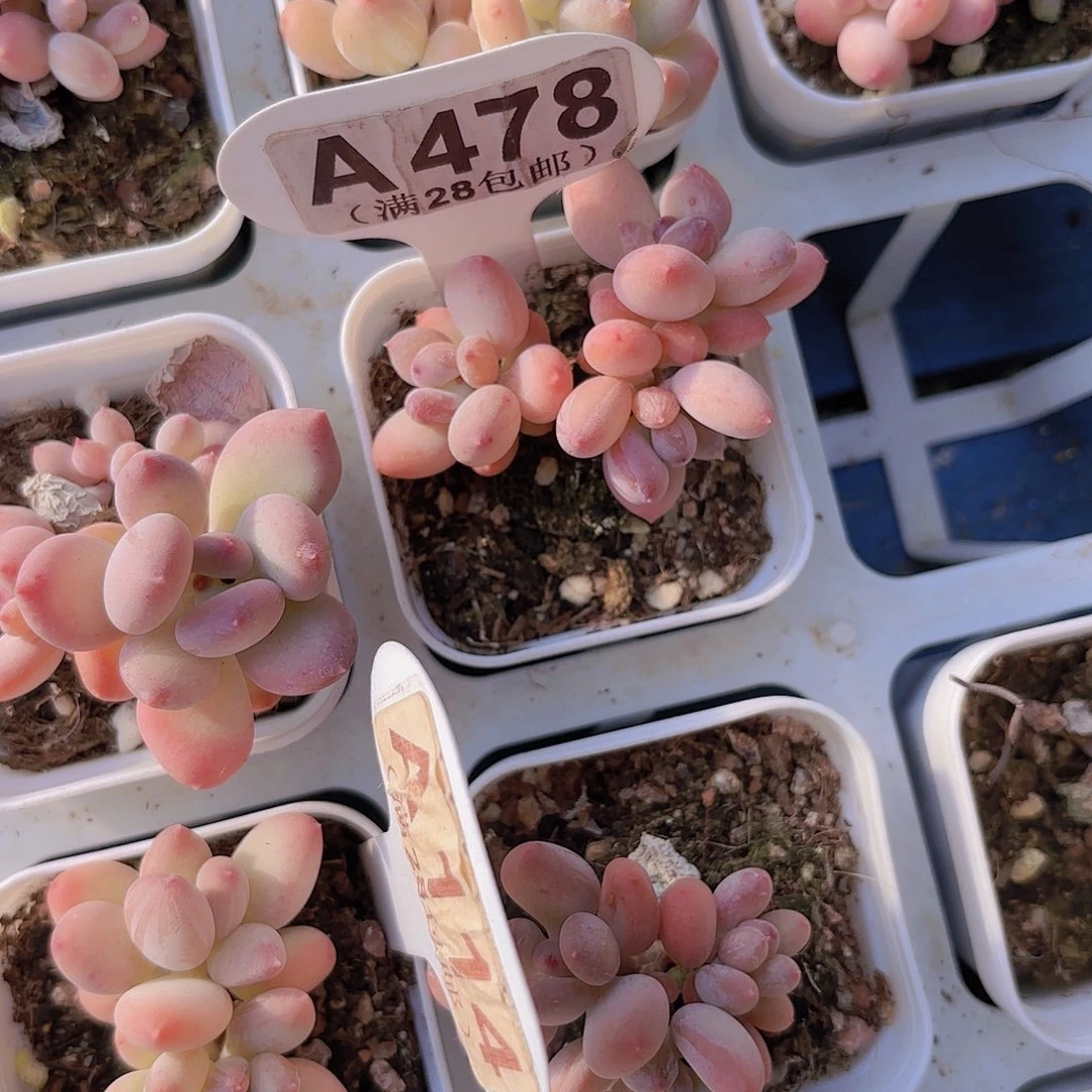 A478苹果奶一物一拍