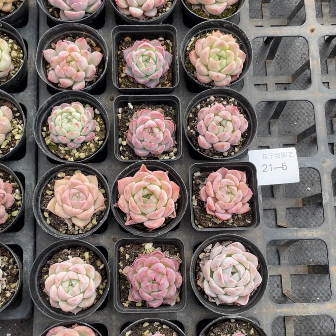 一物一拍18颗21-5