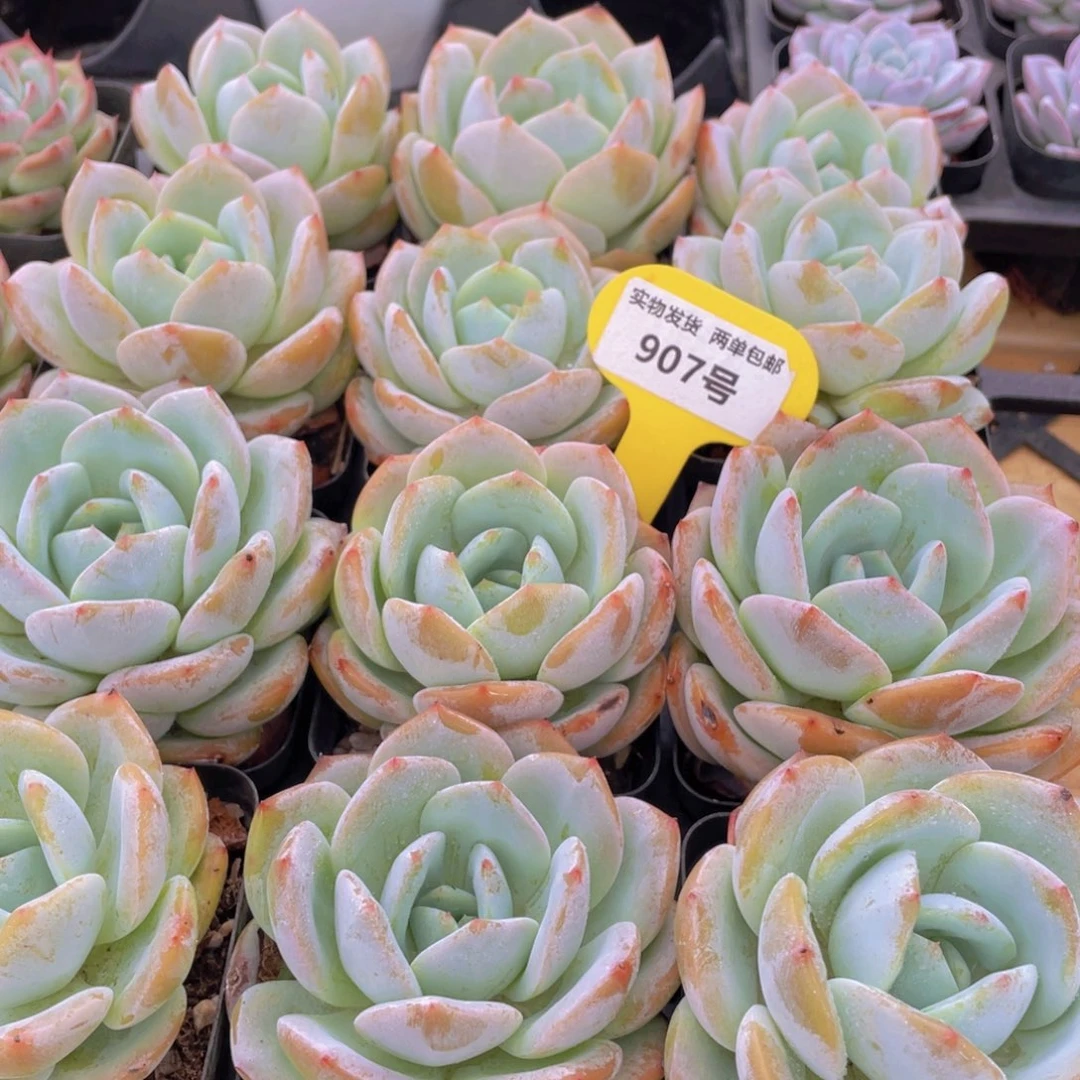 907号 宽叶凤橙大单头一个