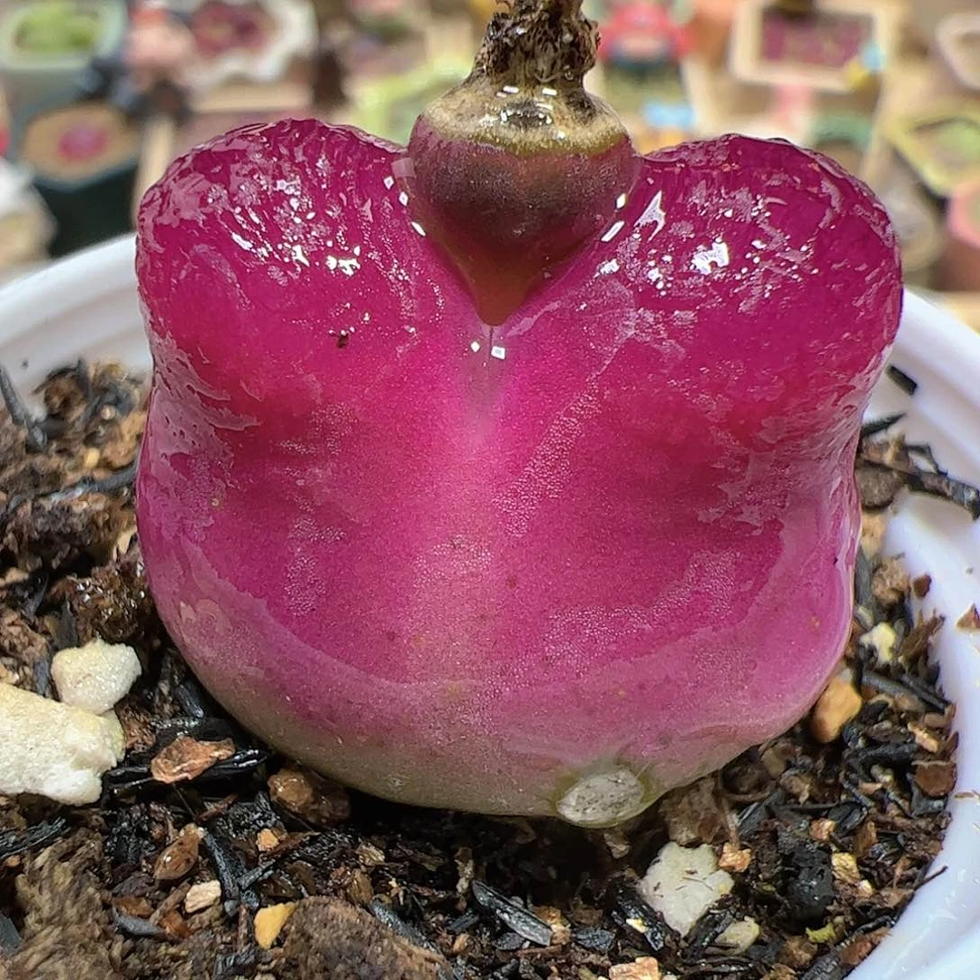 【闪购商品】29 福利