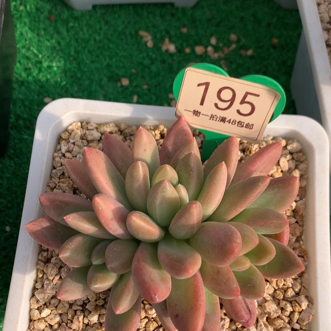 橙色奇迹无砍平头195