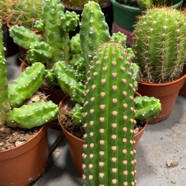 进口金妞金1无根超大