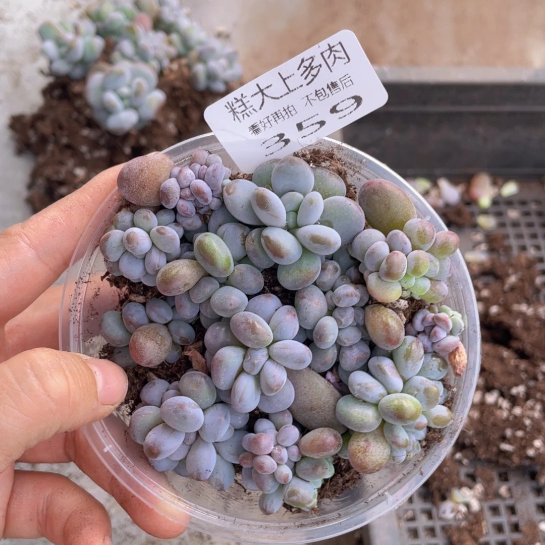 糕大上多肉植物359