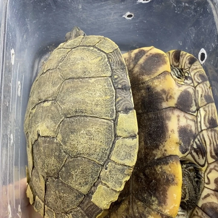 巴西彩龟母66666666