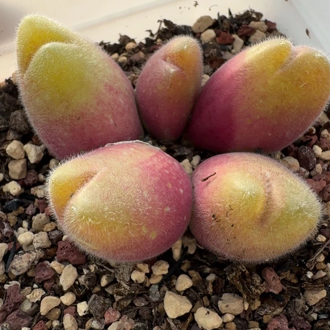 747带盆土发货长毛翠滴