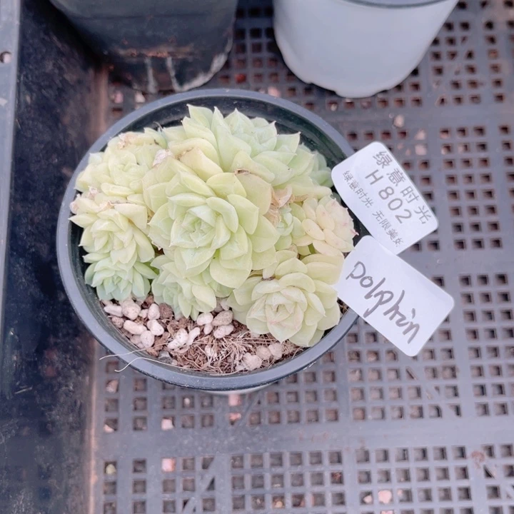 D***n802 白天鹅 带陶瓷盆发货 满28包邮