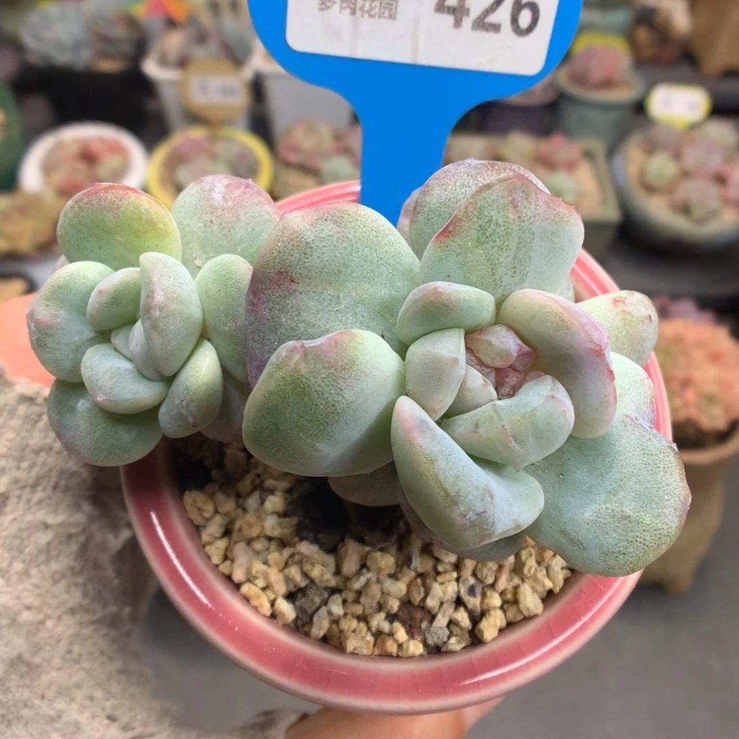 426冰玉石化多肉植物