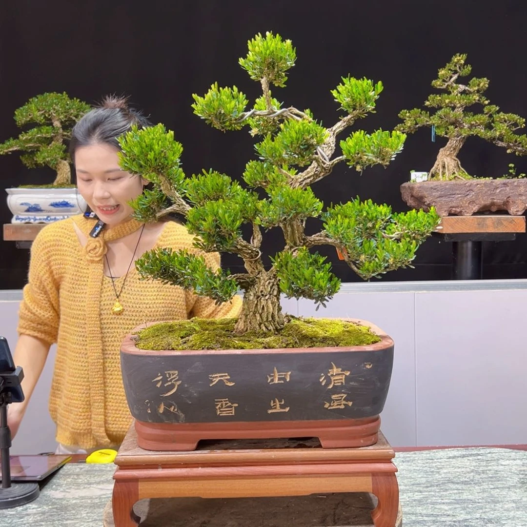 黄杨盆景老桩四季长青