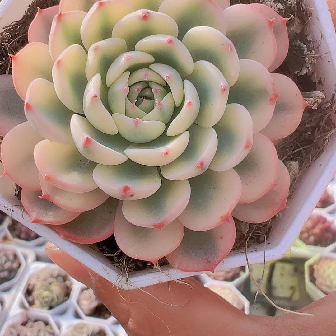 姬莲锦19包邮多肉植物