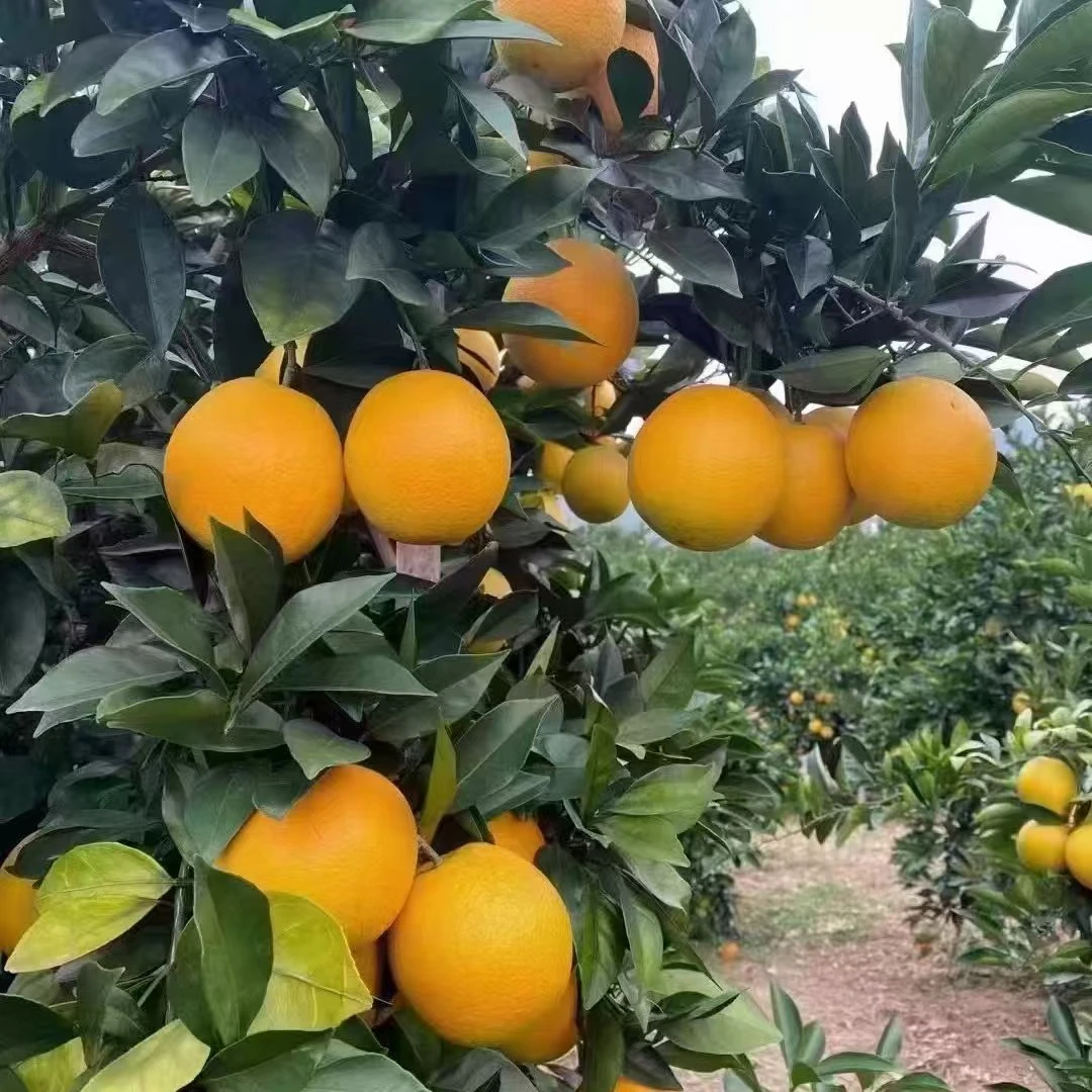 新鲜采摘赣南脐橙产地直发应季水果皮薄多汁清甜爆汁