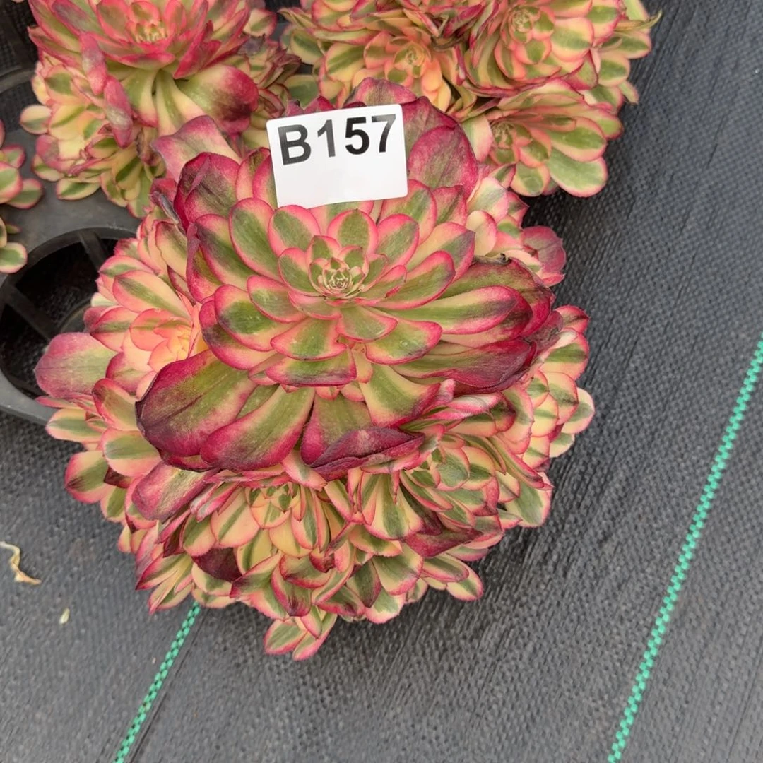 常****157多肉植物荔枝法师