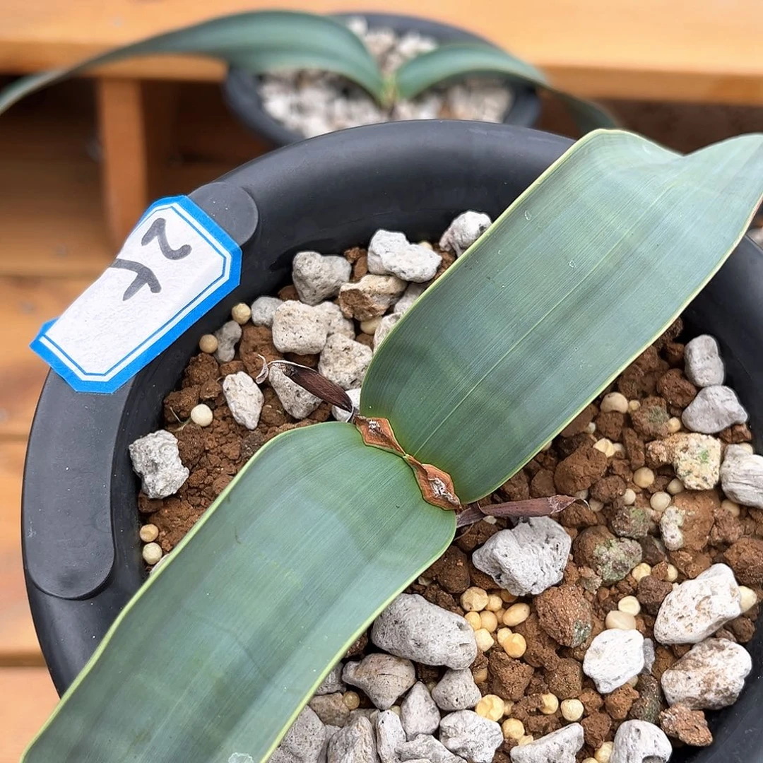 ‘***潮流植物 百岁兰 25