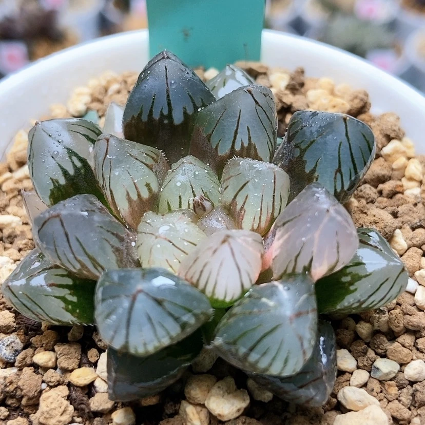 【闪购商品】龙爪167