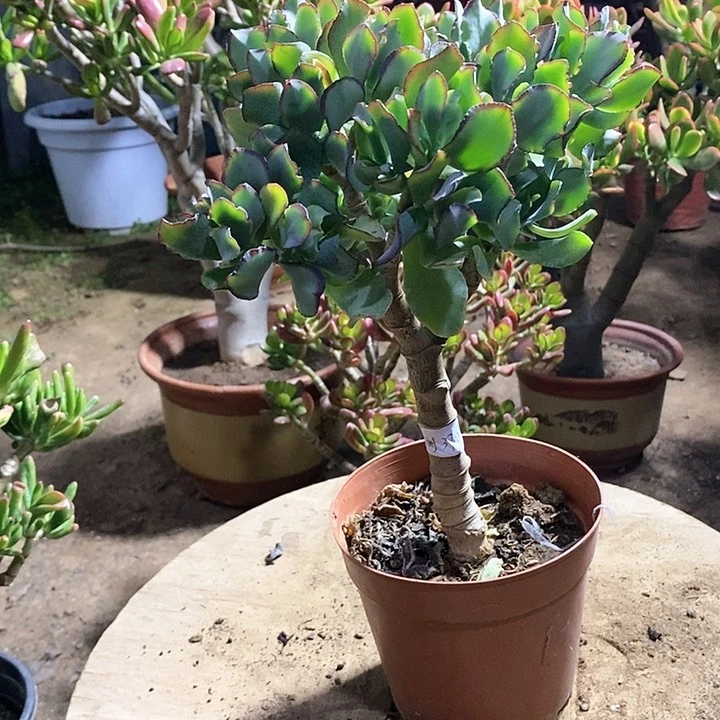 刘*海带花月一一一拍