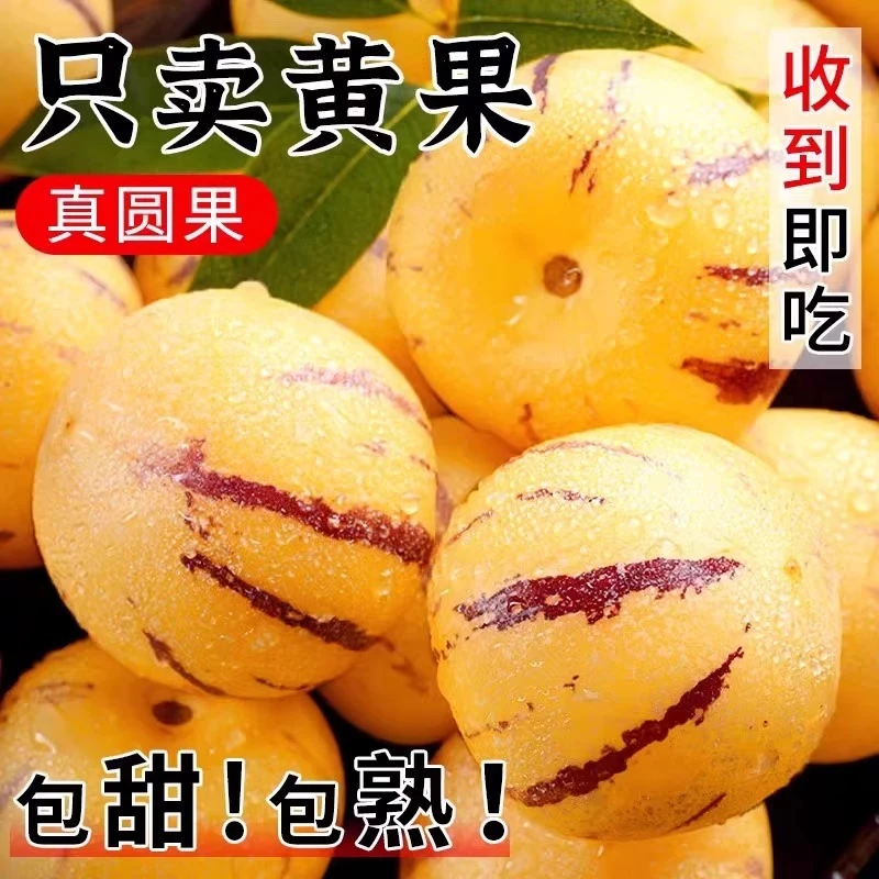 云南石林人参果新鲜水果圆果树上熟黄皮特大果人生果特产整箱包邮