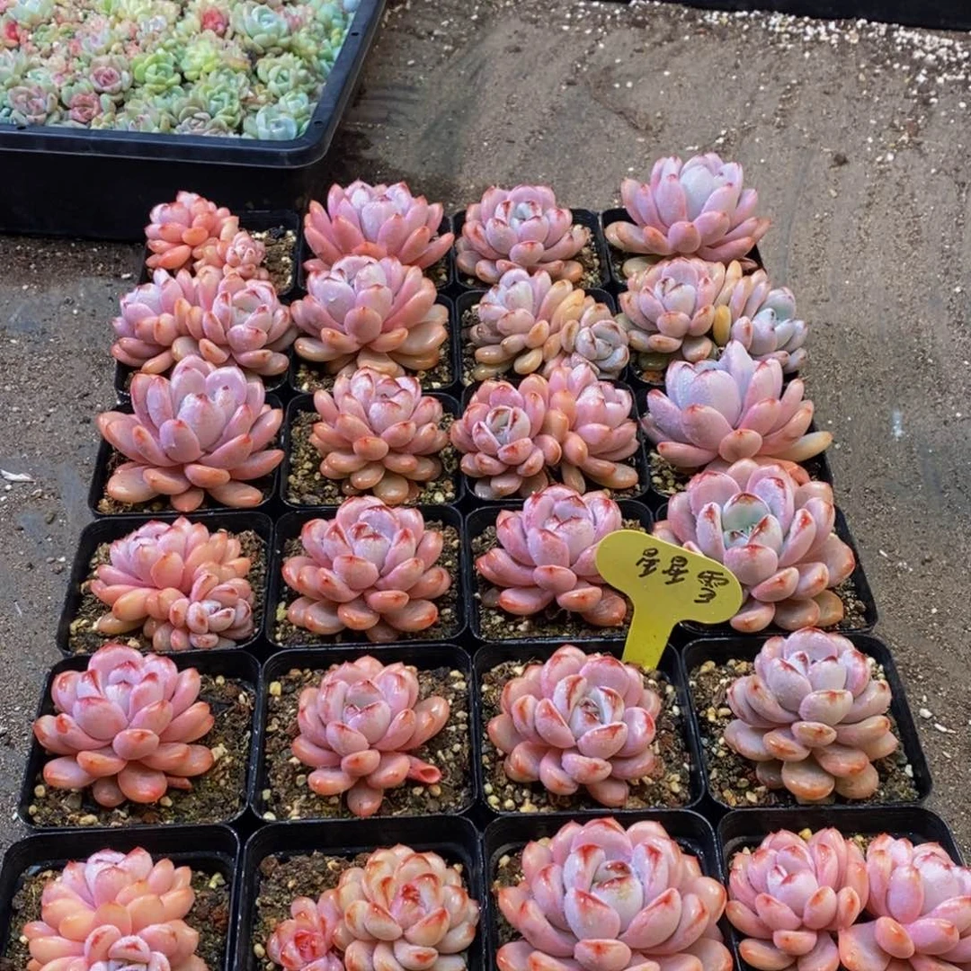 玉****亏405多肉植物保护研究所所长助理