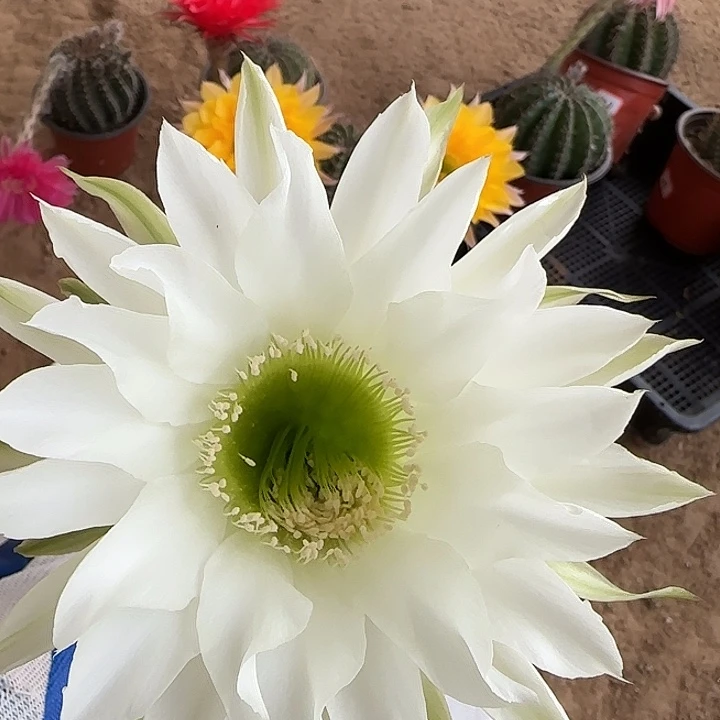 无花朵歪****༒带根彩草116