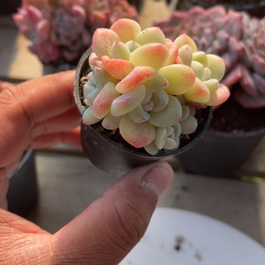 2019  冰玉  六月六