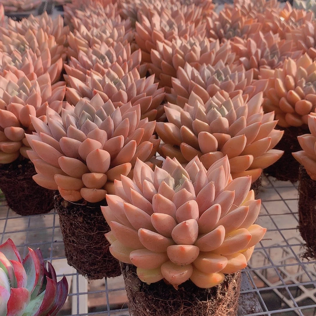 单头红象牙00000000000000000