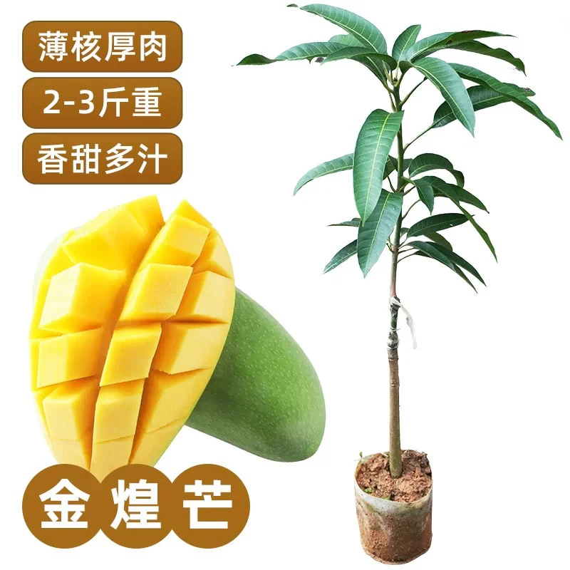金煌芒果树苗 嫁接苗 单果2-3斤 大果品种带土带叶发货