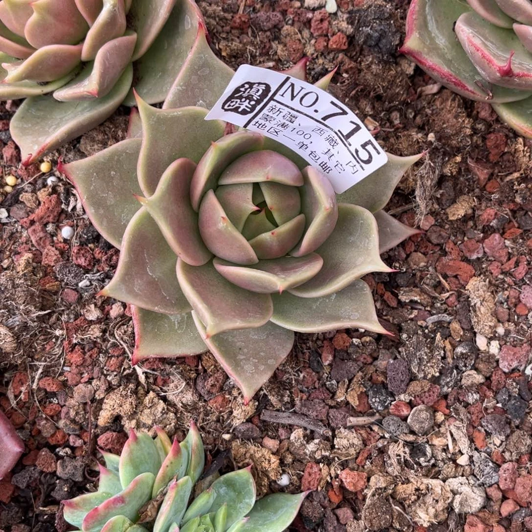 生***光715…………………………………………1