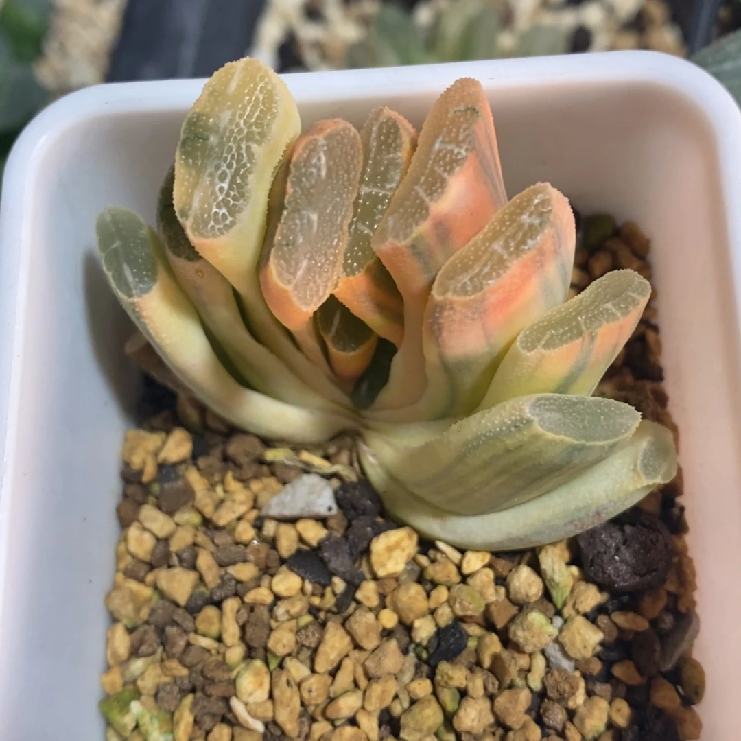 一颗实生玉扇锦 开播福利