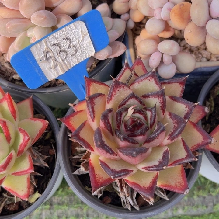 健健康康平平安安