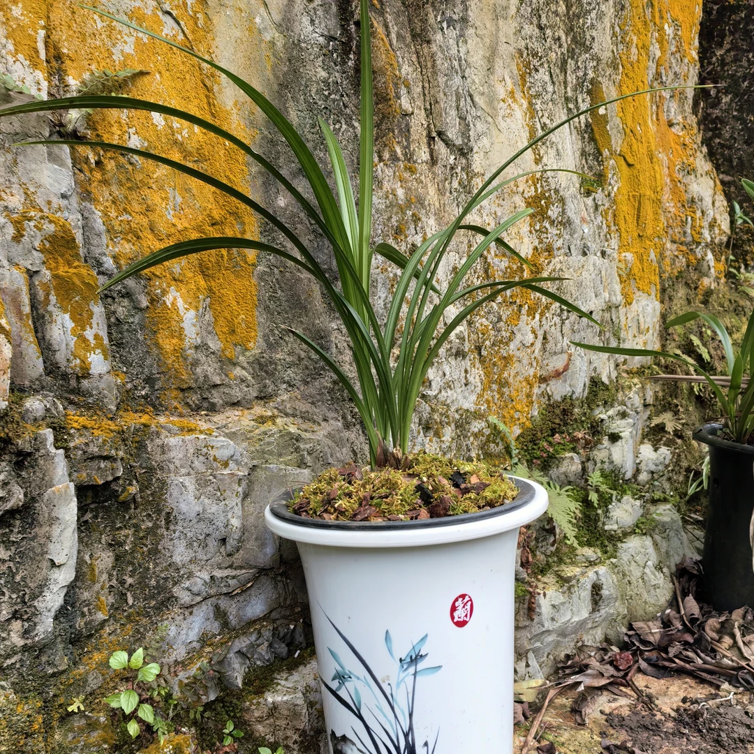 普通盆景春剑兰花