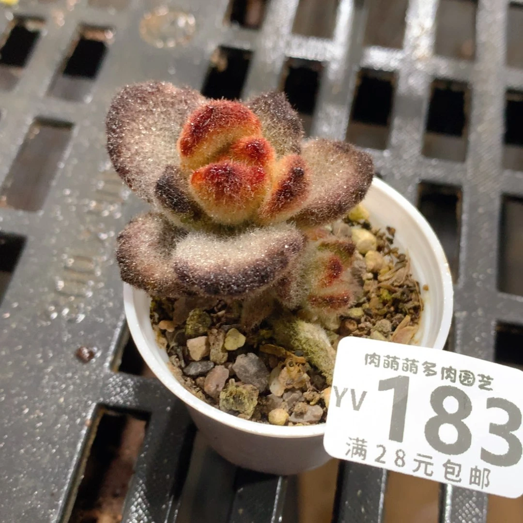 肉萌萌拇指盆精控多肉YV183