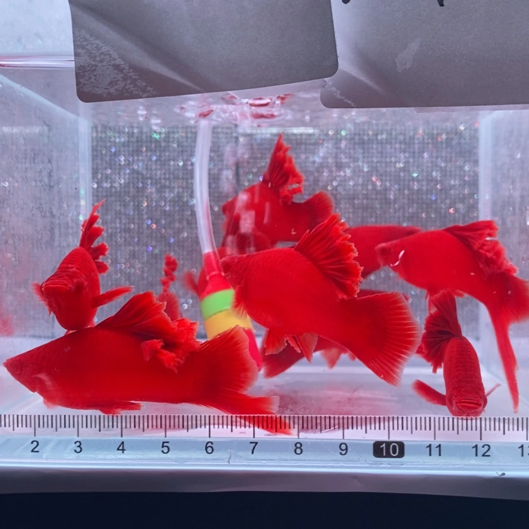 用***2红剑鱼高鳍红剑成鱼2刀2剑公6母