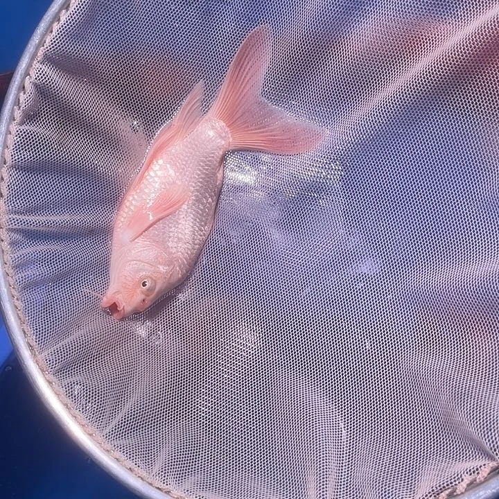 海水鱼渔场自发11号链接