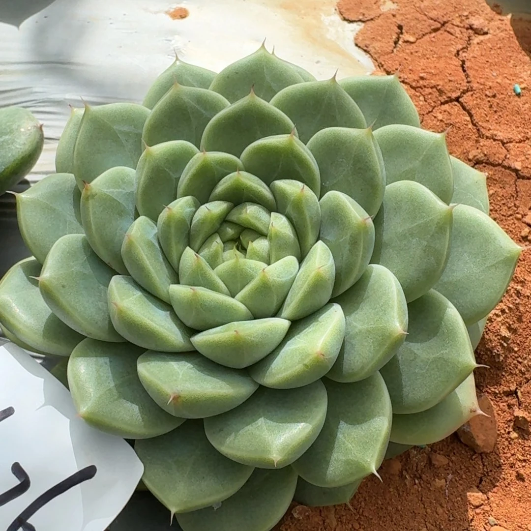 多肉杂交一物一拍26-76