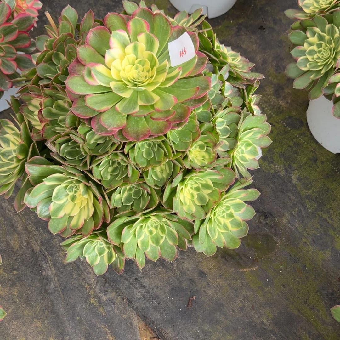 用***0333海仙多肉多肉多肉多肉