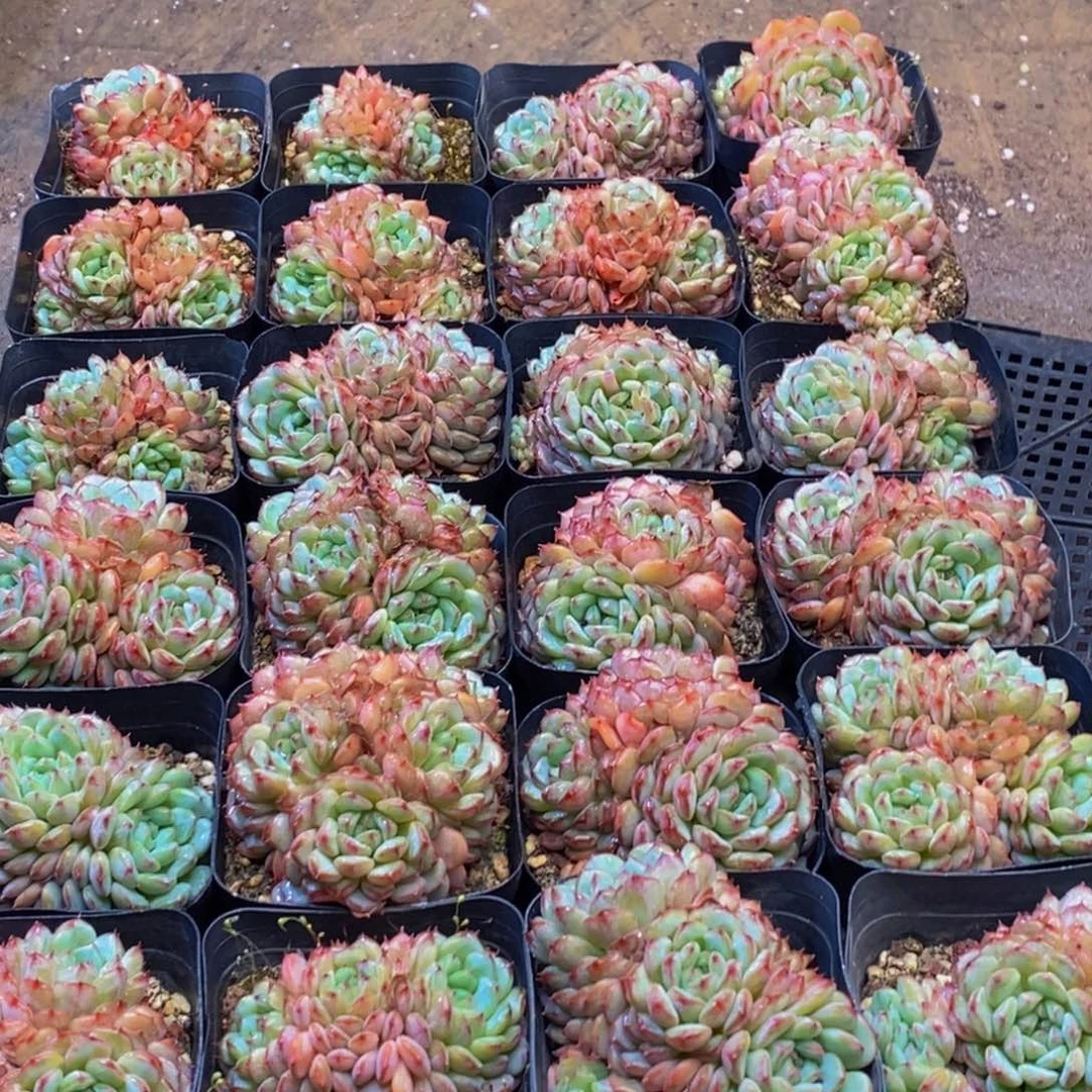 145的的我已经开始慢慢
