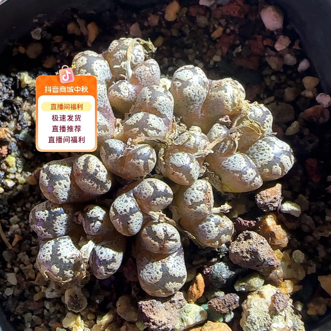 哈哈哈哈哈哈哈53424