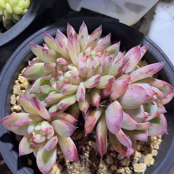 红拉糖缀2460多肉植物
