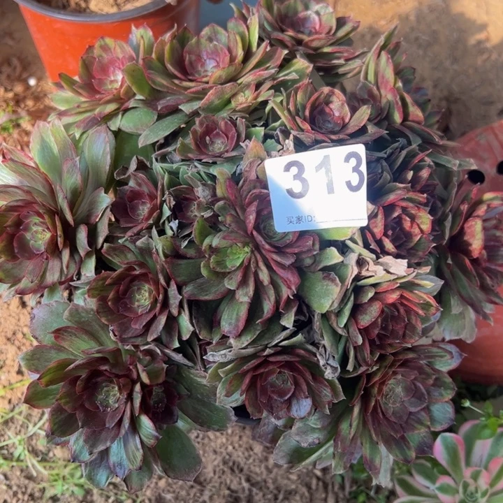 k****8红霞多肉植物313