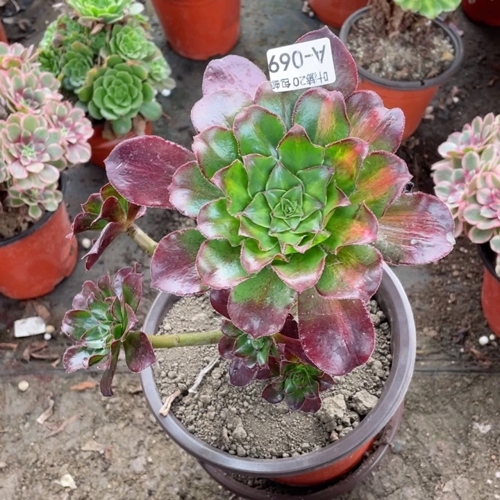 69魅影中班多肉113446789