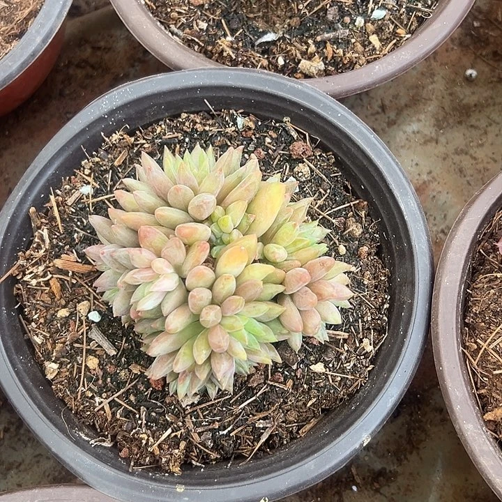 小****多肉植物实物直播实物22