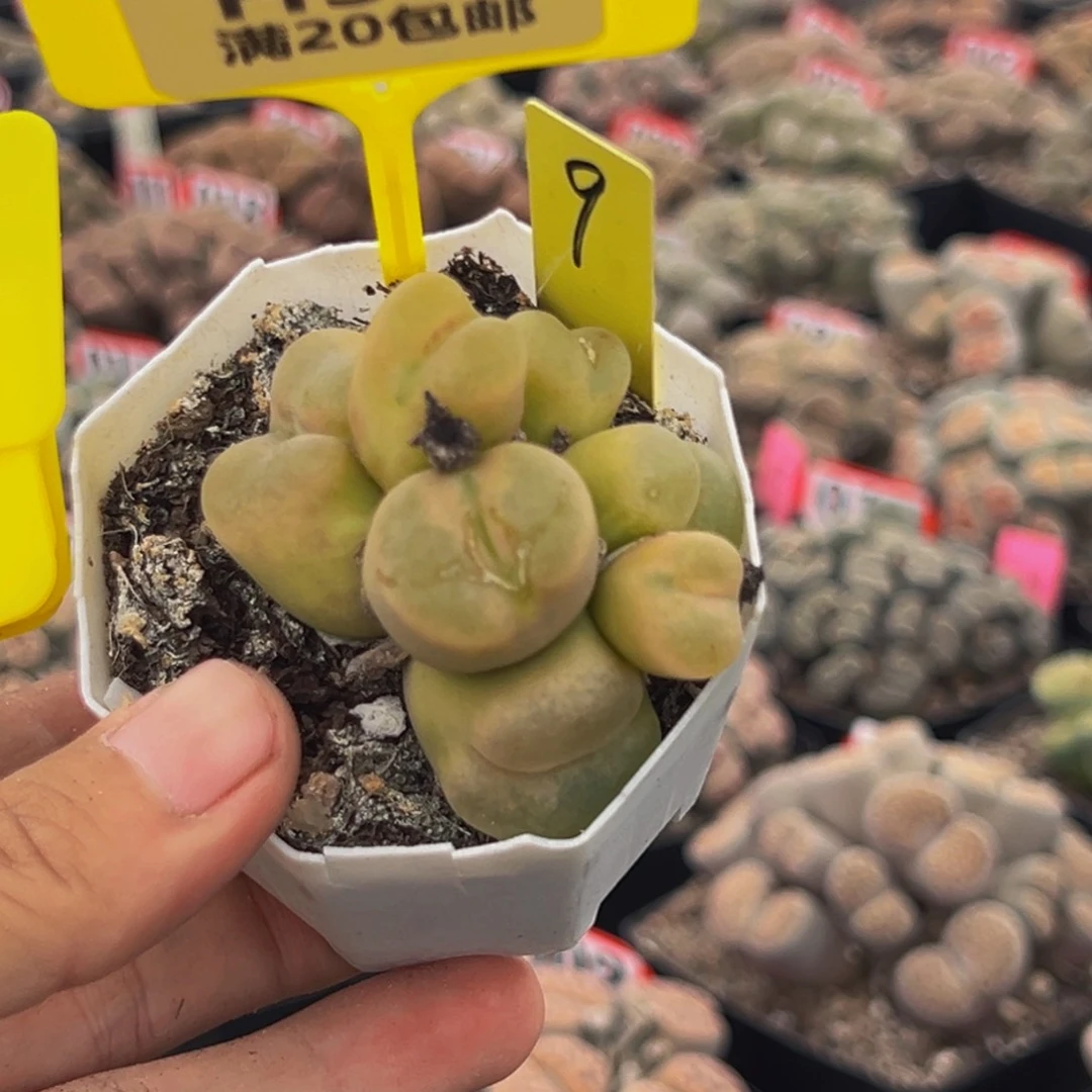 349 生石花大群大群生